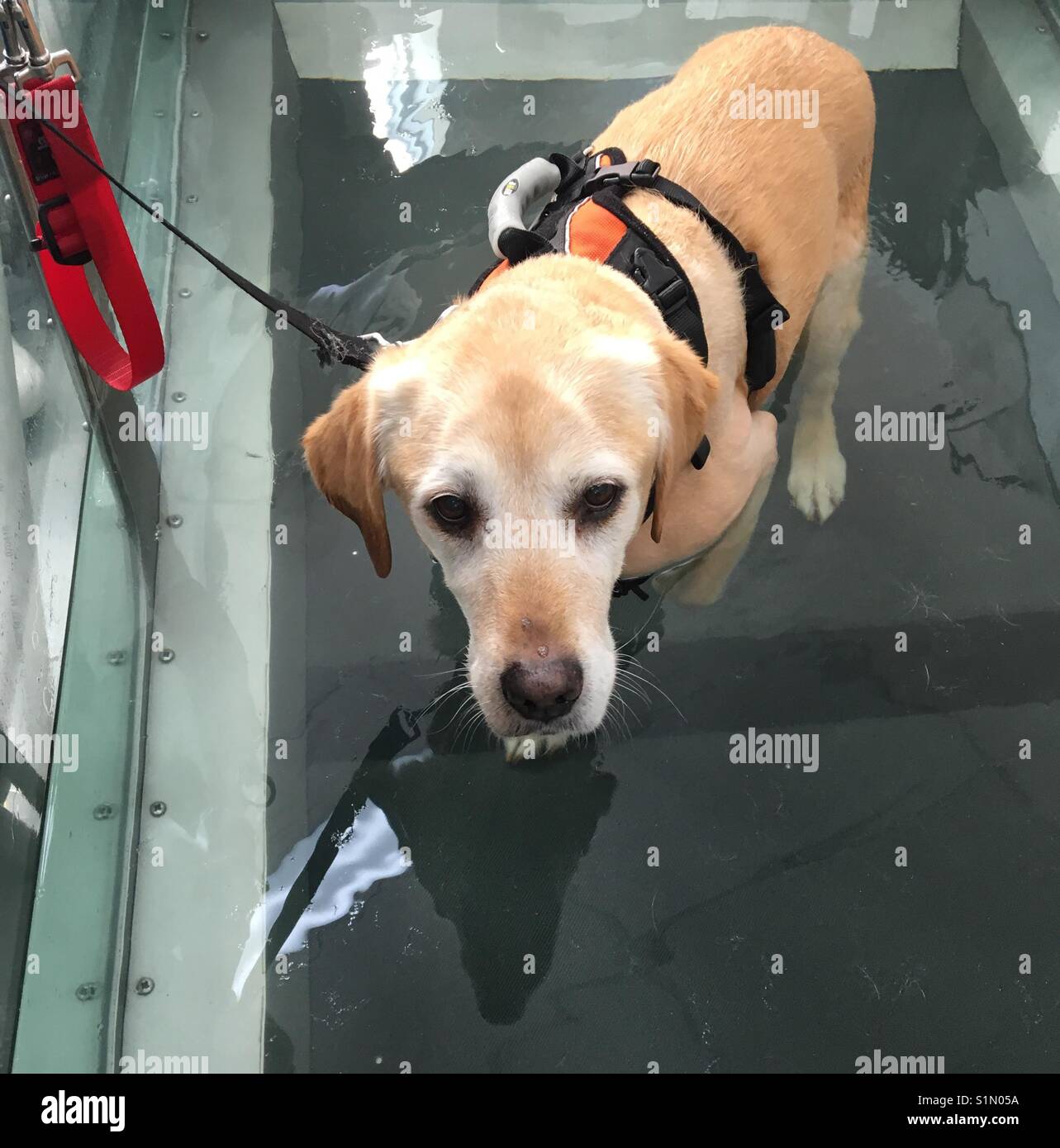 Labrador retriever doing hydrotherapy - Smartphone Captured Stock Image