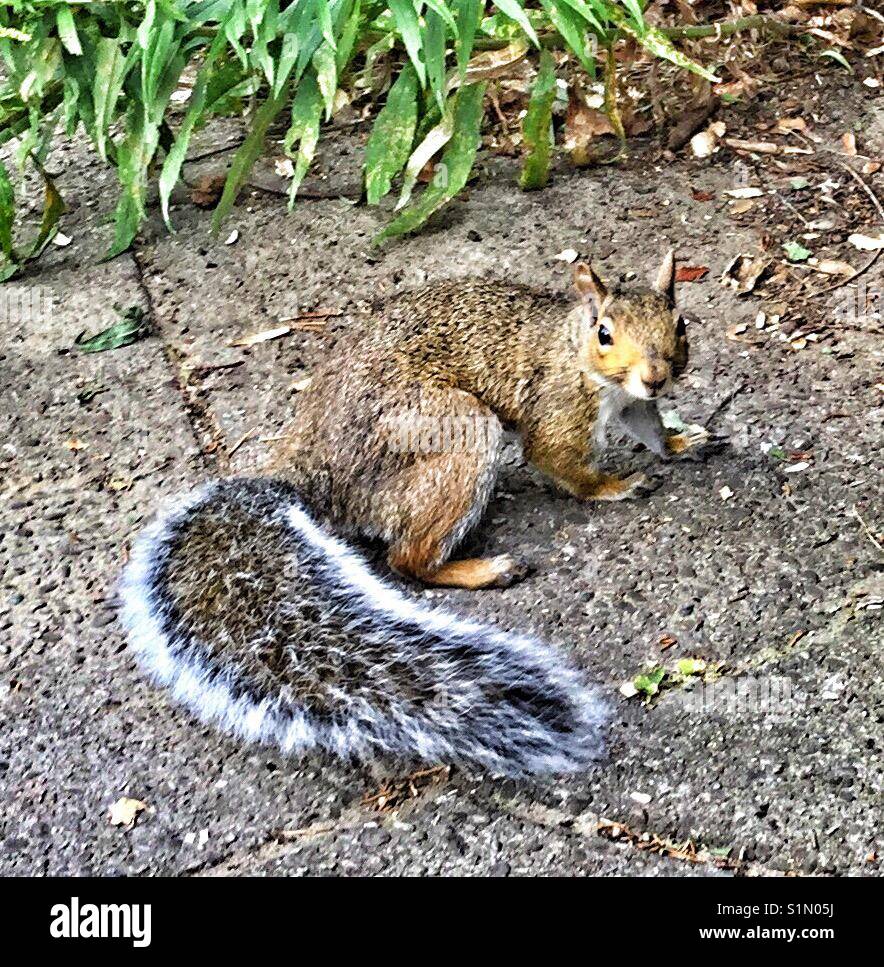 Curious squirrel. - Smartphone Captured Stock Image