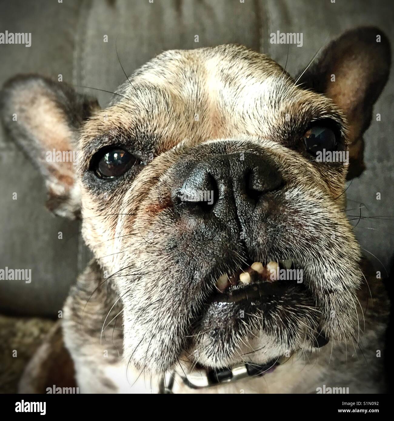 Close-up of the face of an old French bulldog. Stock Photo