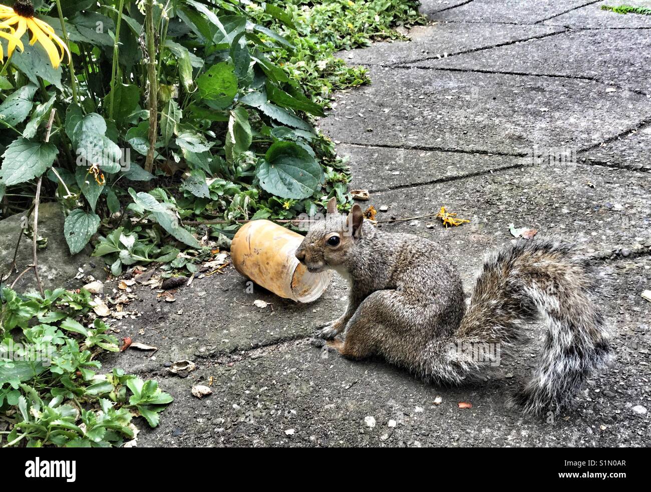 Squirrel sitting in front of an open peanut butter jar. - Smartphone Captured Stock Image