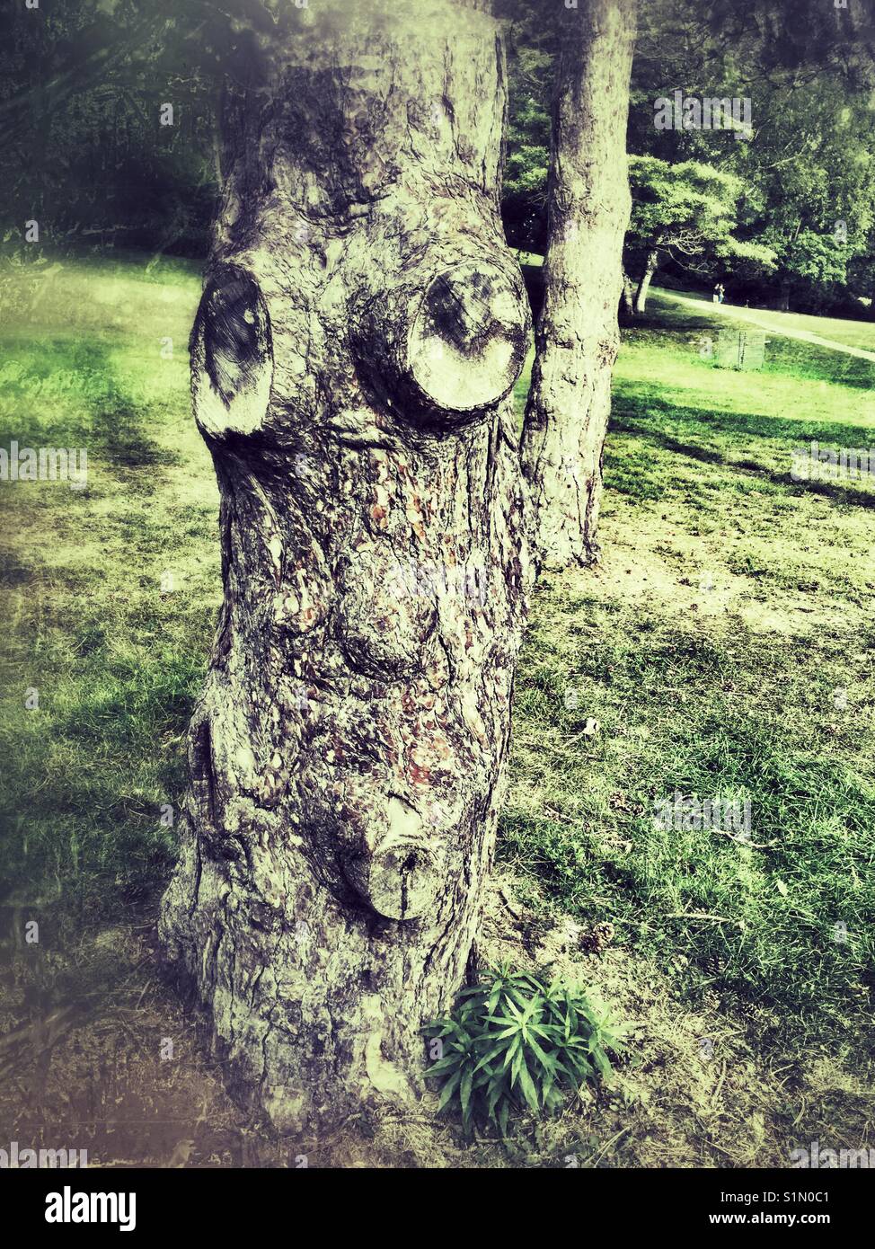 Tree stump with a face. - Smartphone Captured Stock Image