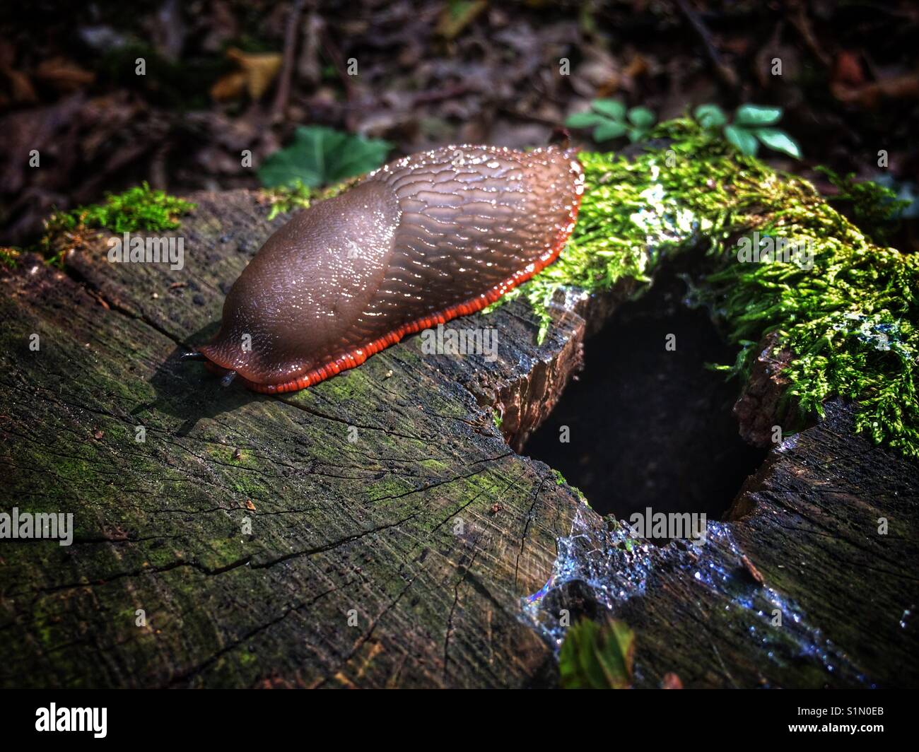 Slug on a tree stump casting shadow of horns Stock Photo Alamy