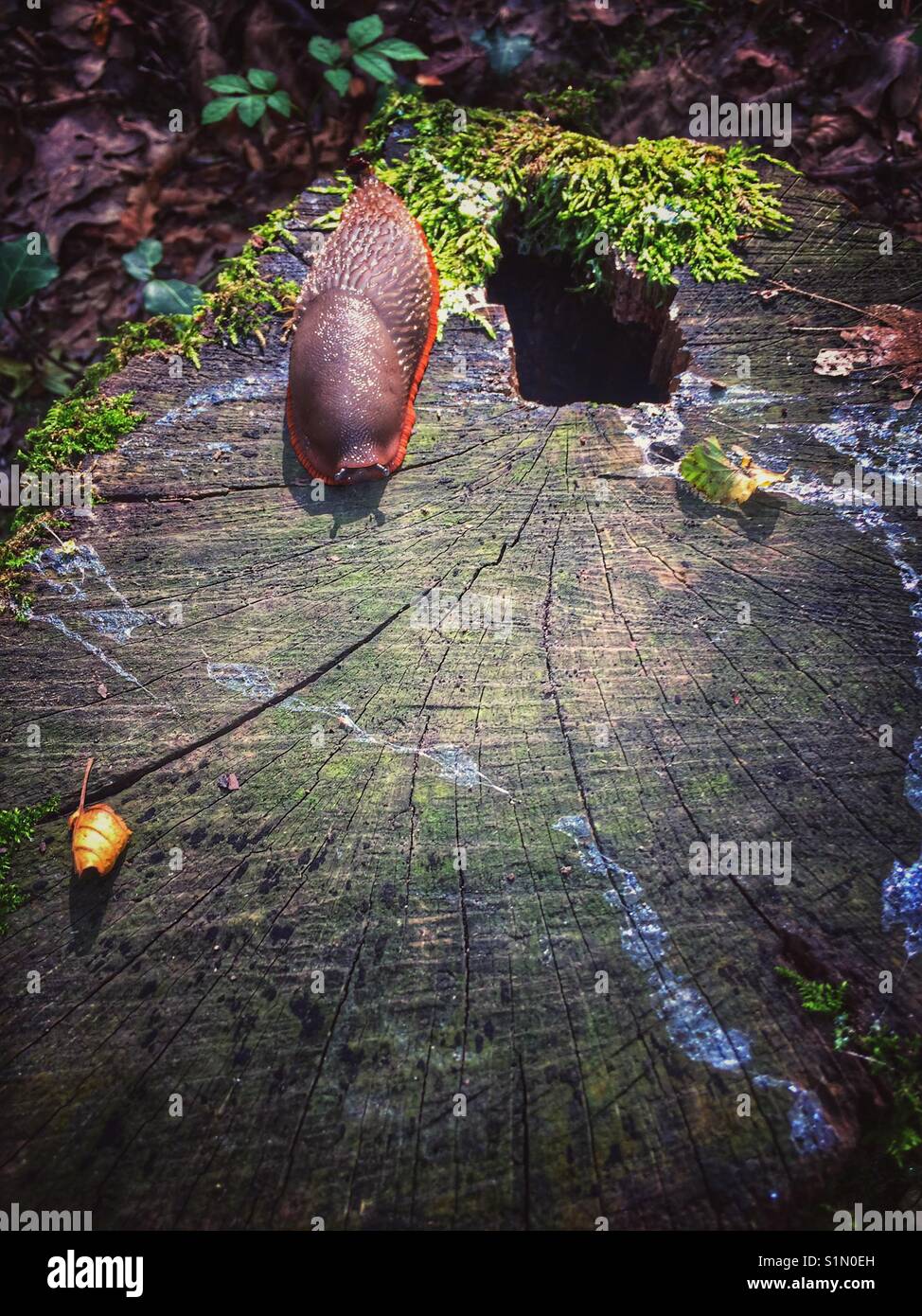 Slug on a tree stump with slime trails. - Smartphone Captured Stock Image