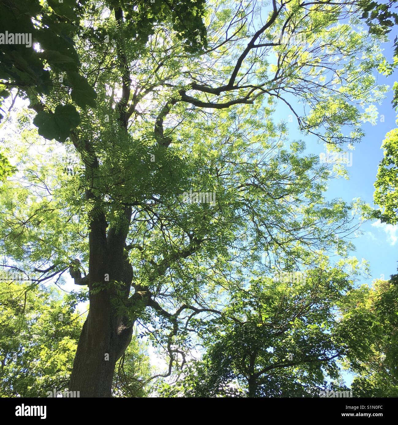 Looking up through trees on a summer day Stock Photo Alamy