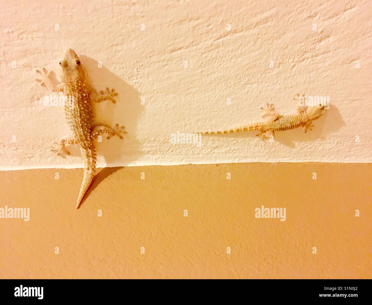 Two Salamanders in the wall of a house in Diverata on Greek island of