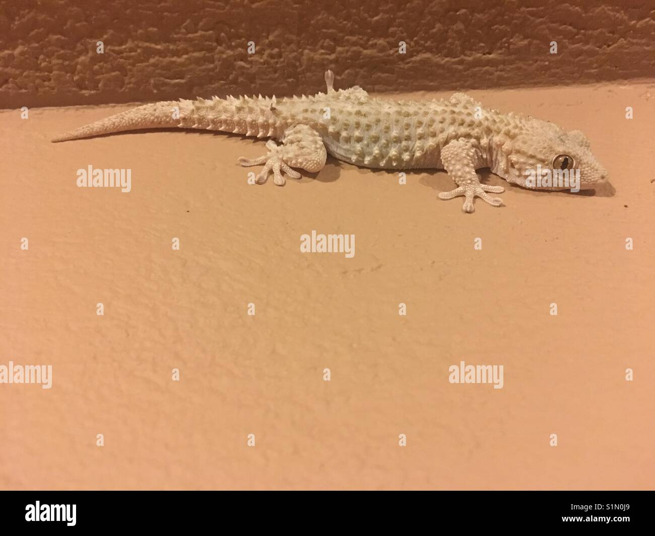 Salamander on a house wall in Diverata on Kefalonia island in Greece - Smartphone Captured Stock Image