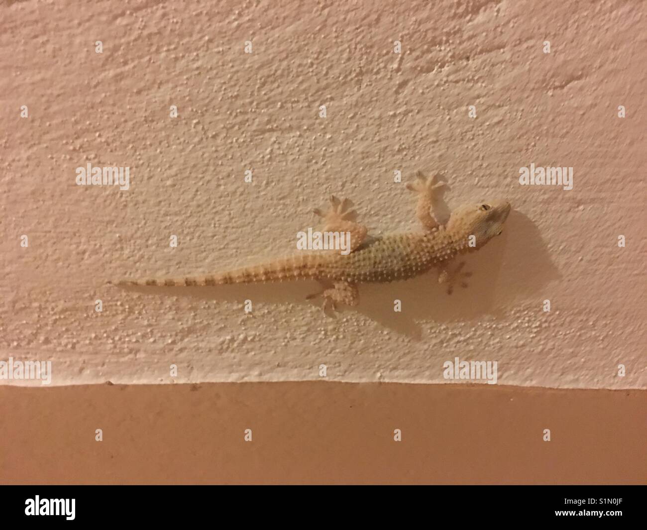 Salamander on the wall in Diverata in Kefalonia in Greece - Smartphone Captured Stock Image