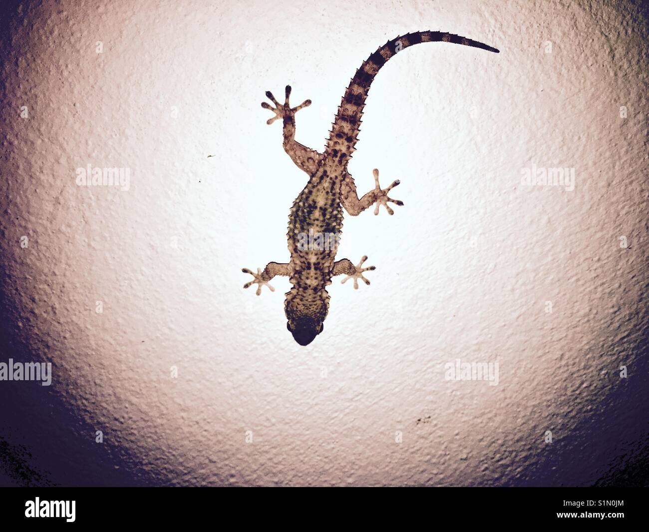 Salamander on a wall of a house in Diverata on Kefalonia in Greece - Smartphone Captured Stock Image