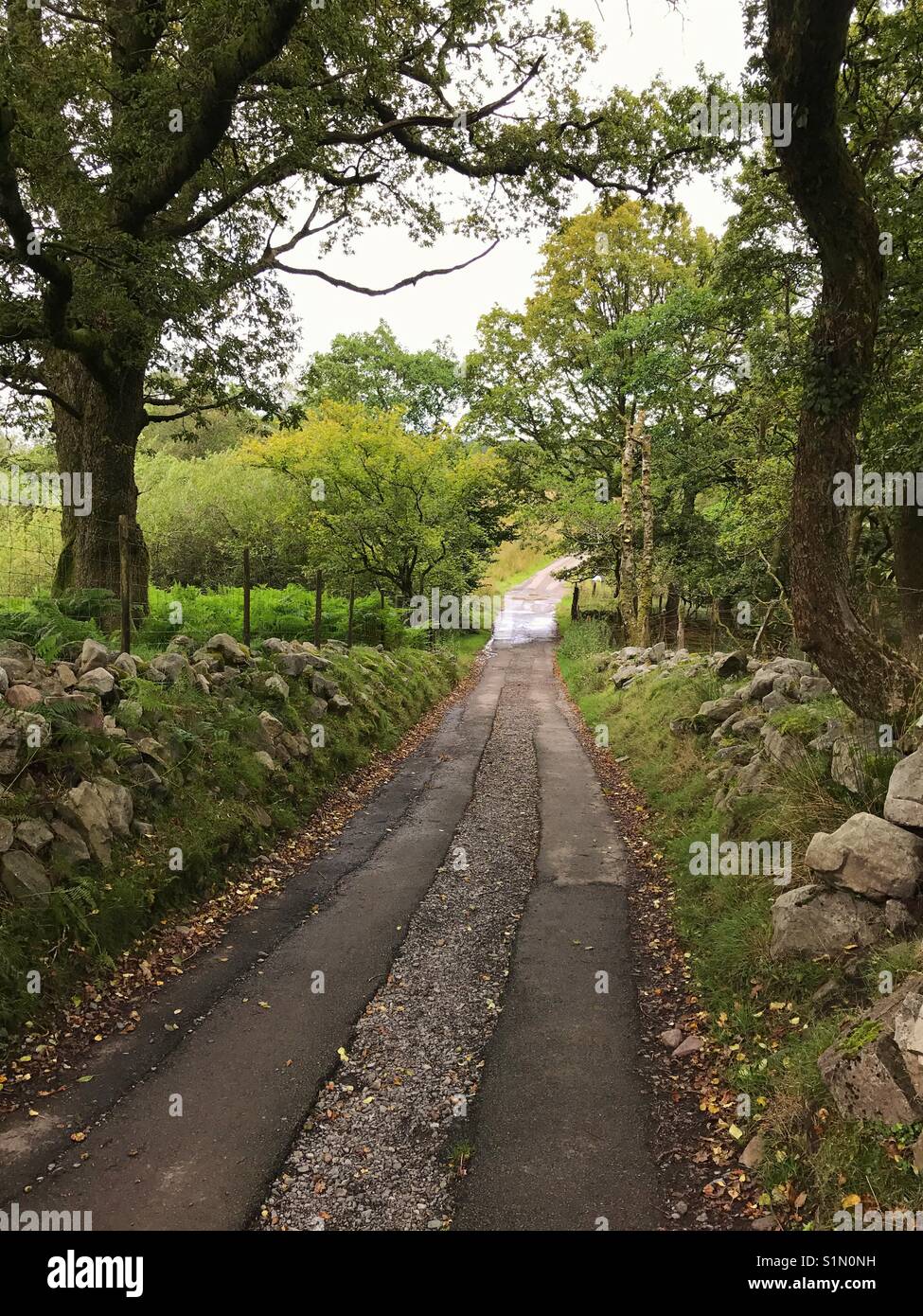 Country lane - Smartphone Captured Stock Image