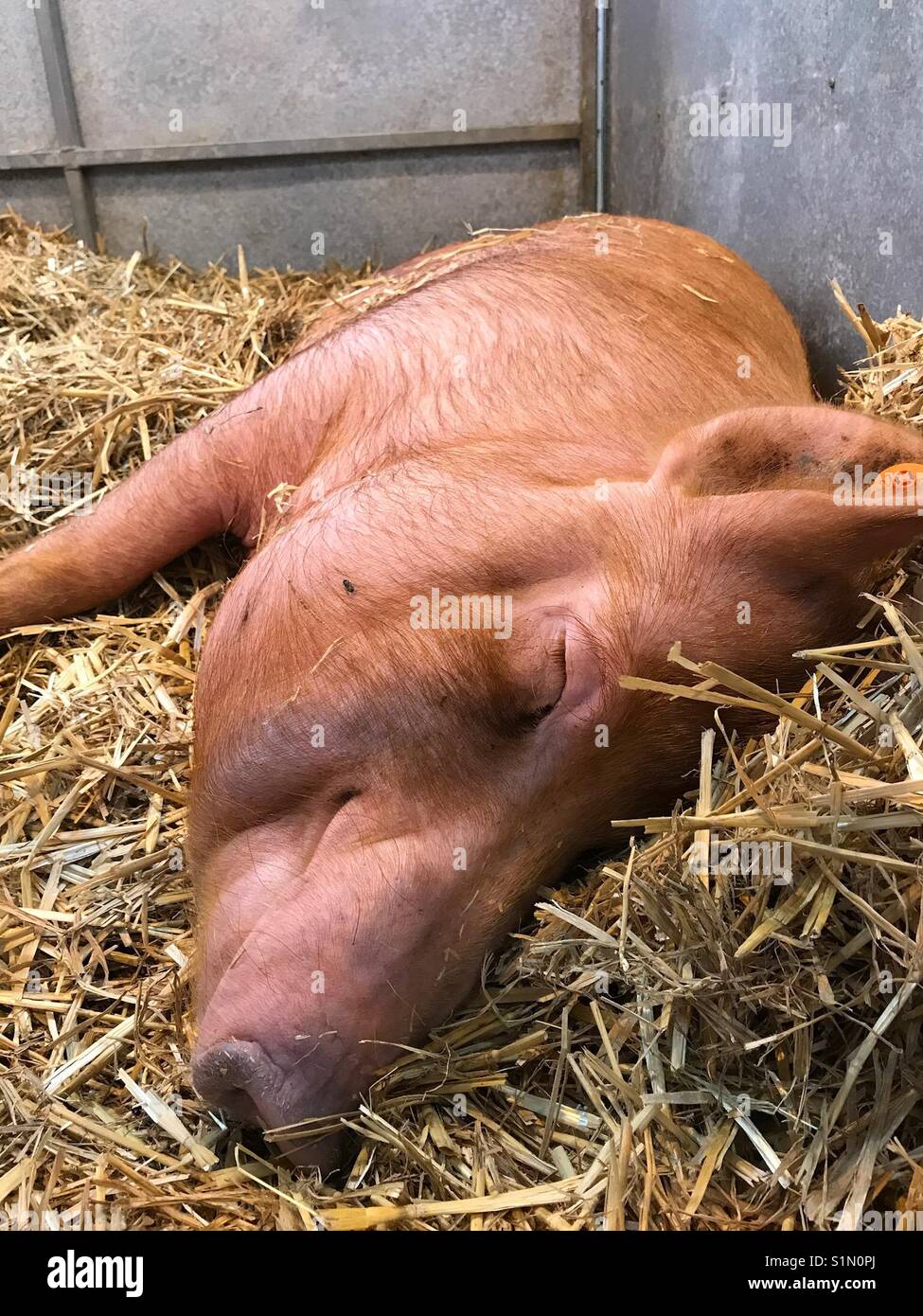 Pig (Tamworth breed) asleep in pen - Smartphone Captured Stock Image