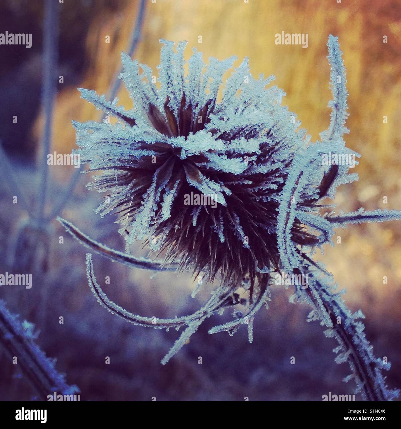 Frost vegetation hi-res stock photography and images - Alamy