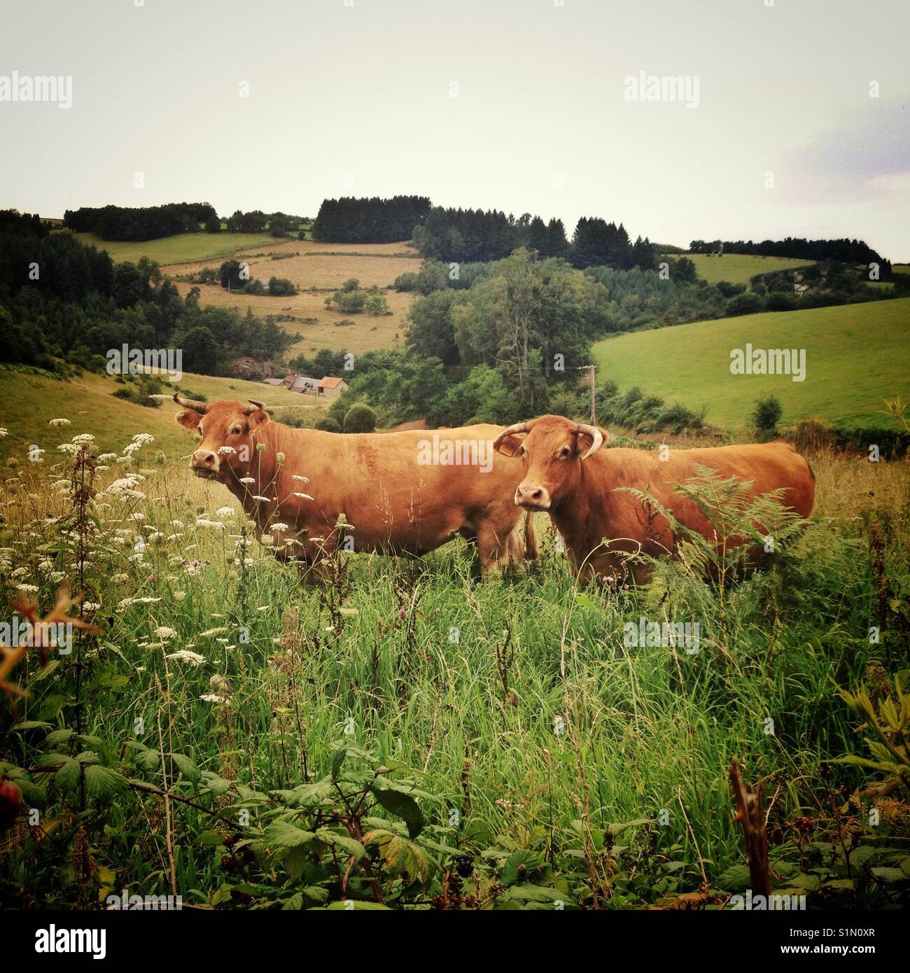 Two red Limousin cows in a field, looking at the viewer - Smartphone Captured Stock Image
