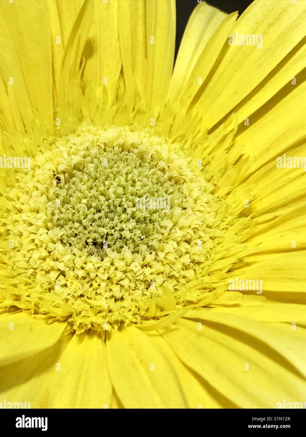 Yellow flower. Close view. - Smartphone Captured Stock Image
