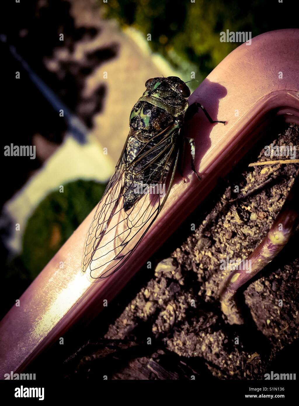 Cicada - Smartphone Captured Stock Image