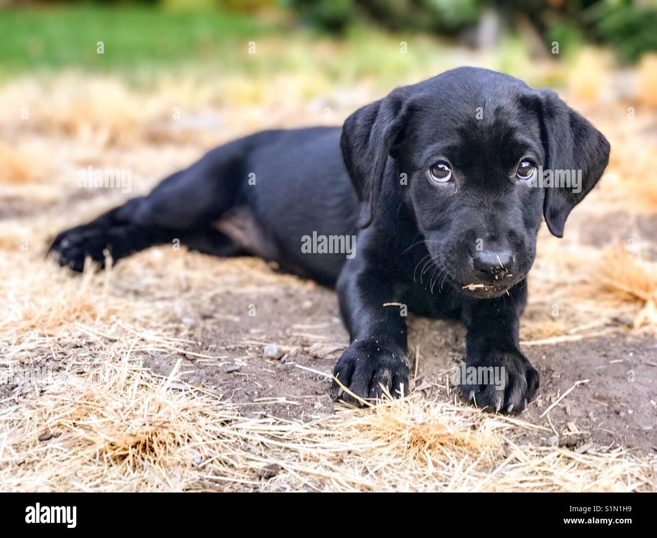 Mischevious black Labrador puppy plays in the grass Stock Photo Alamy