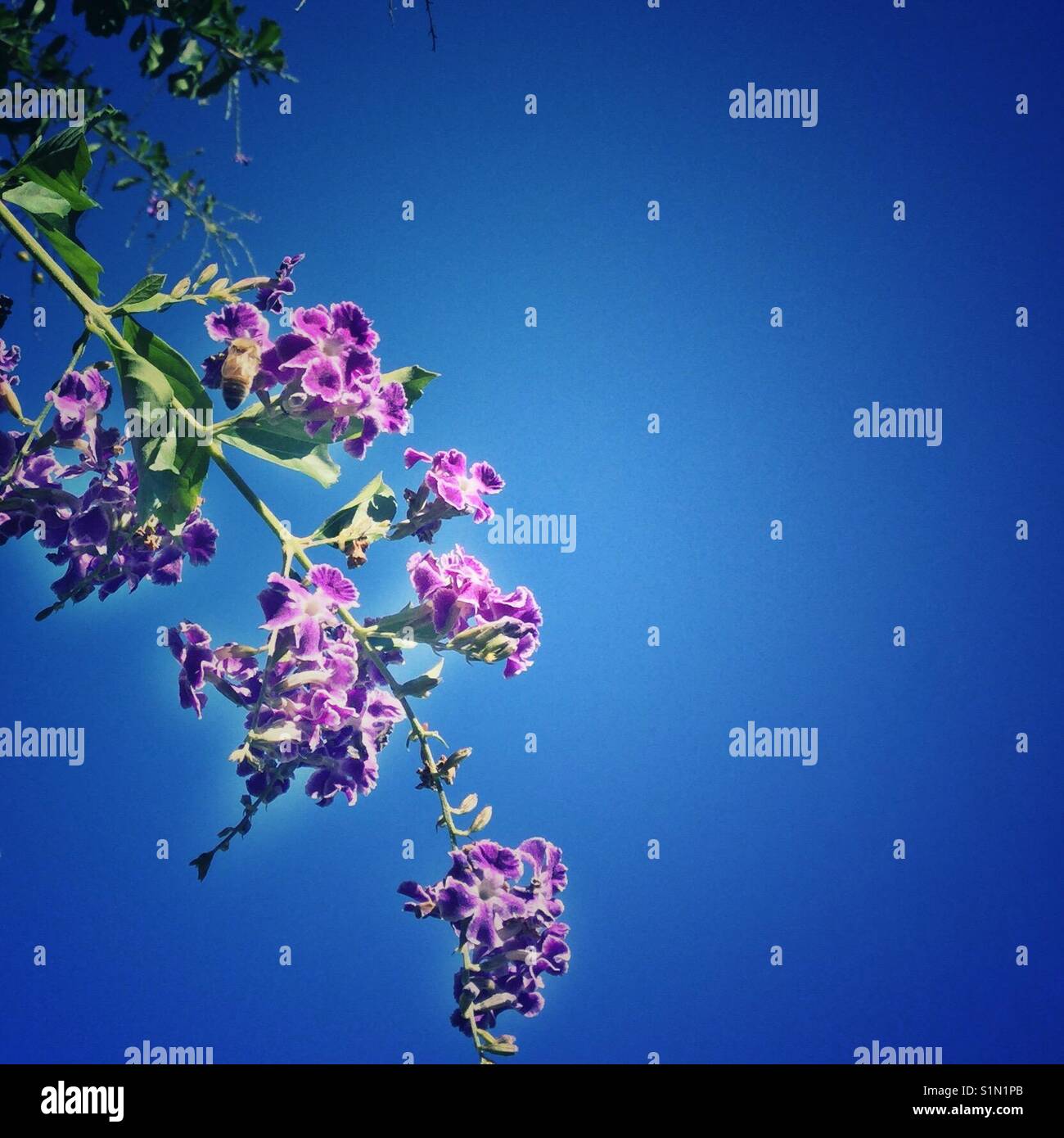 Clear Blue Skies, purple flower cluster, iPhone photo, spring season Stock Photo