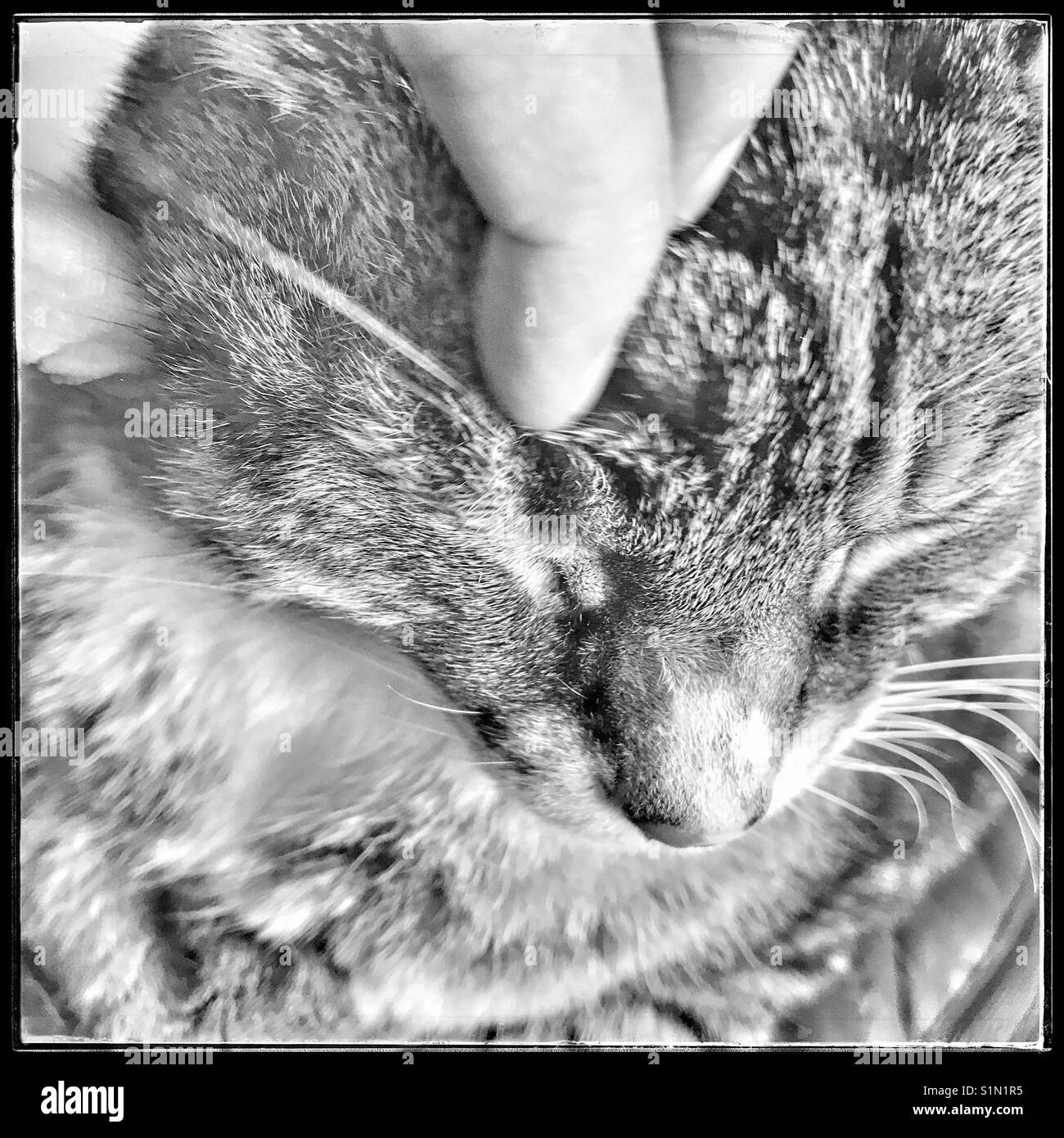 Black and white photo of cat being stroked. - Smartphone Captured Stock Image
