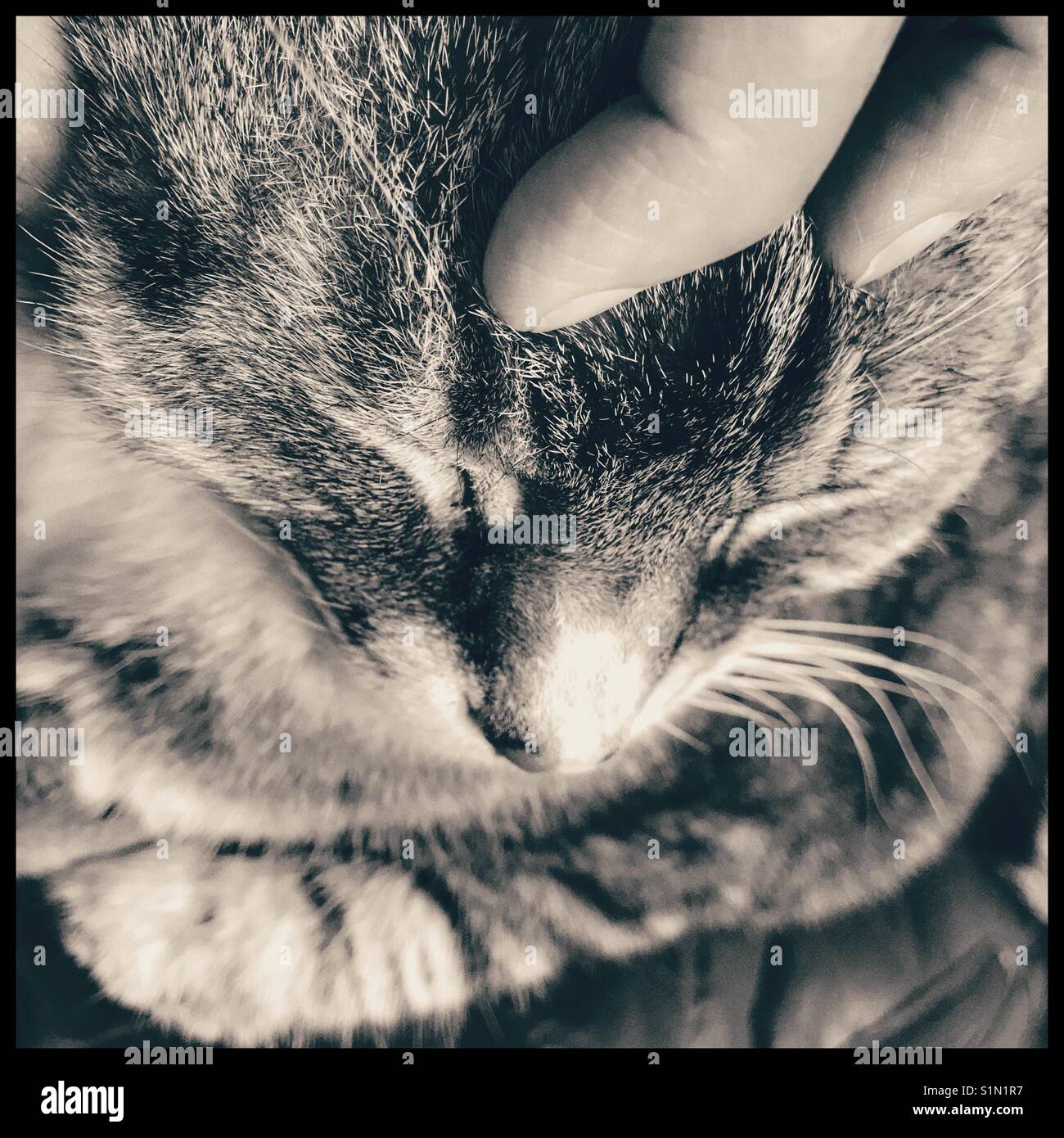 Stroking cat, black and white photo. - Smartphone Captured Stock Image