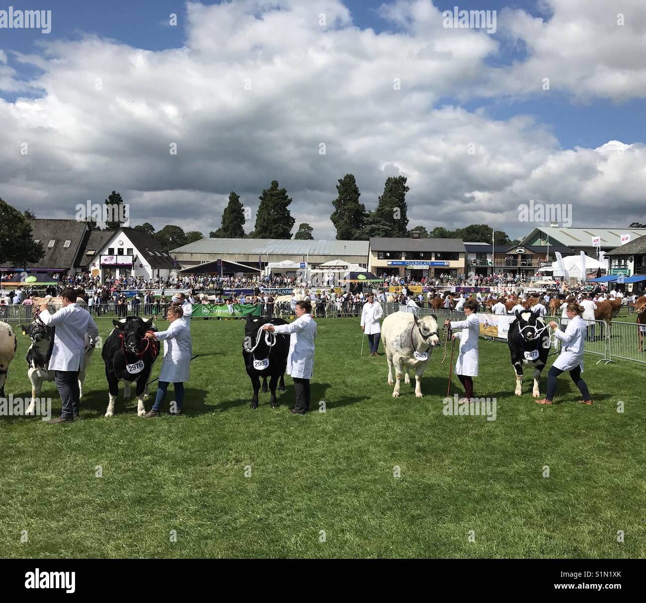 Judging of bulls in competition at the Royal Welsh Show 2017 Stock Photo