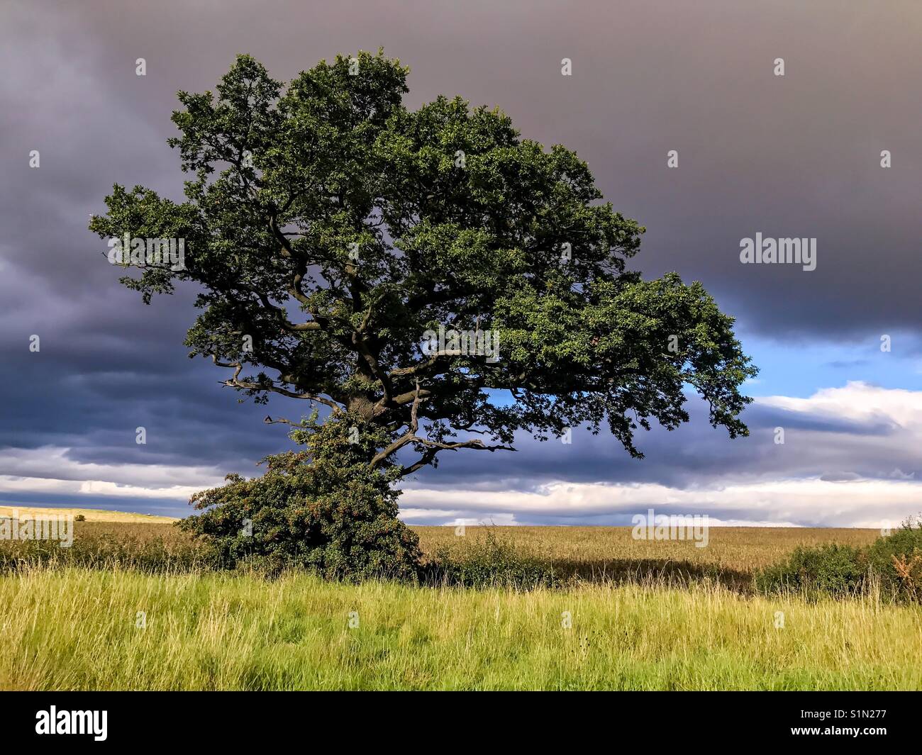 Oak tree in the countryside - Smartphone Captured Stock Image