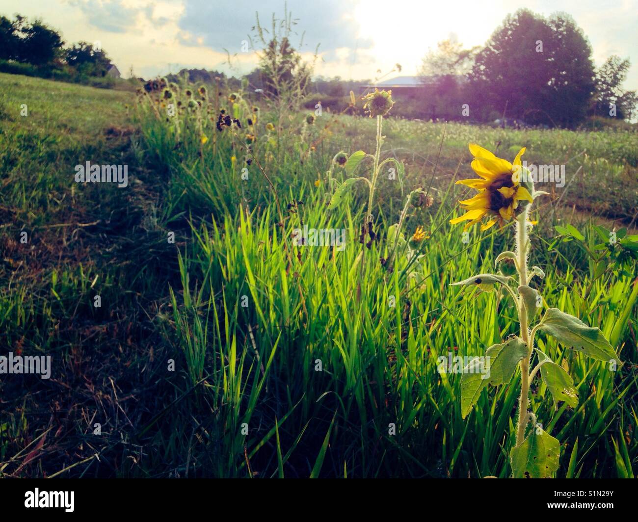The last row of sunflowers stands til they are mowed down in beautiful evening meadow scene in North Carolina - Smartphone Captured Stock Image
