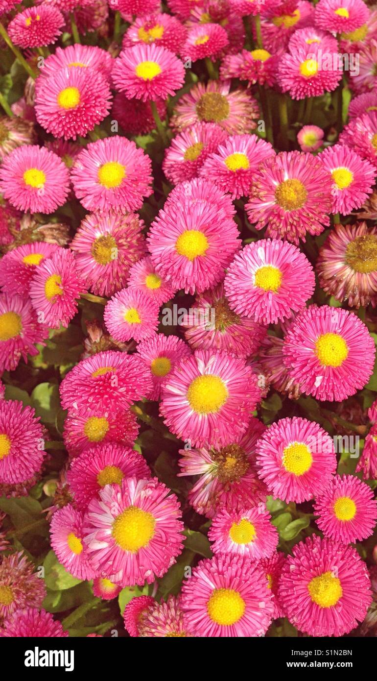 A field of bright pink Summer Asters with yellow capitulum Stock Photo