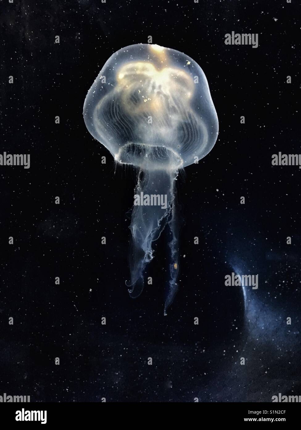 Moon jelly fish against space like background Stock Photo