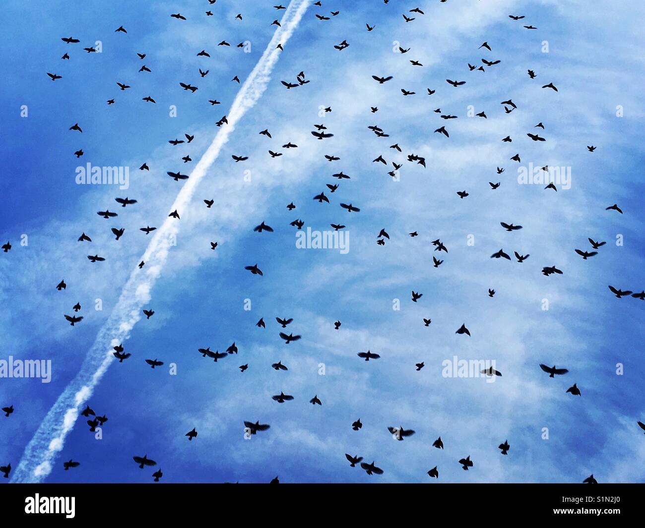 Roosting Bird's swarming in the sky. - Smartphone Captured Stock Image
