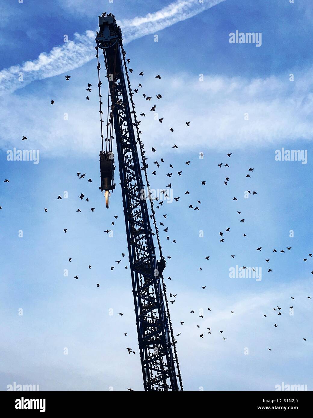 Birds roosting on a quay side crane. - Smartphone Captured Stock Image