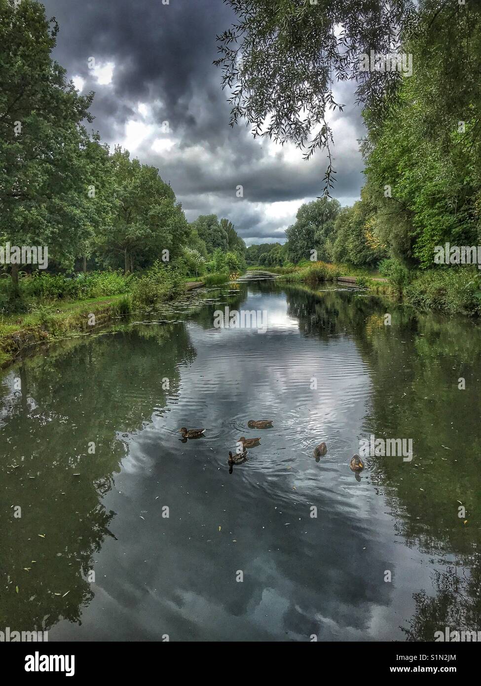 Ducks on the Sankey canal in Warrington on a cloudy day - Smartphone Captured Stock Image