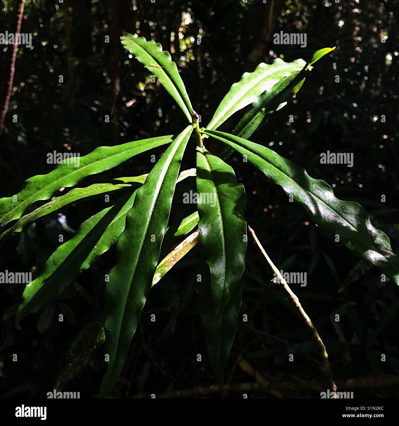 Plants in a rainforest Stock Photo