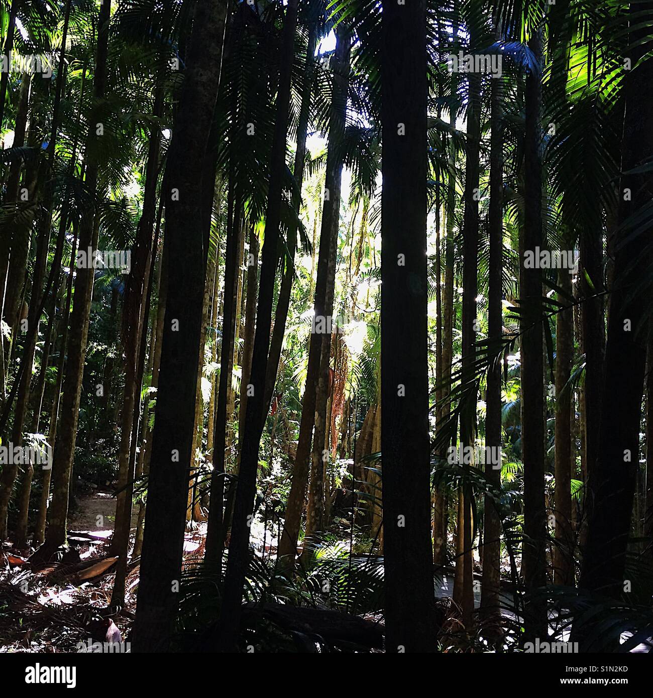 Palm trees in the rainforest Stock Photo Alamy