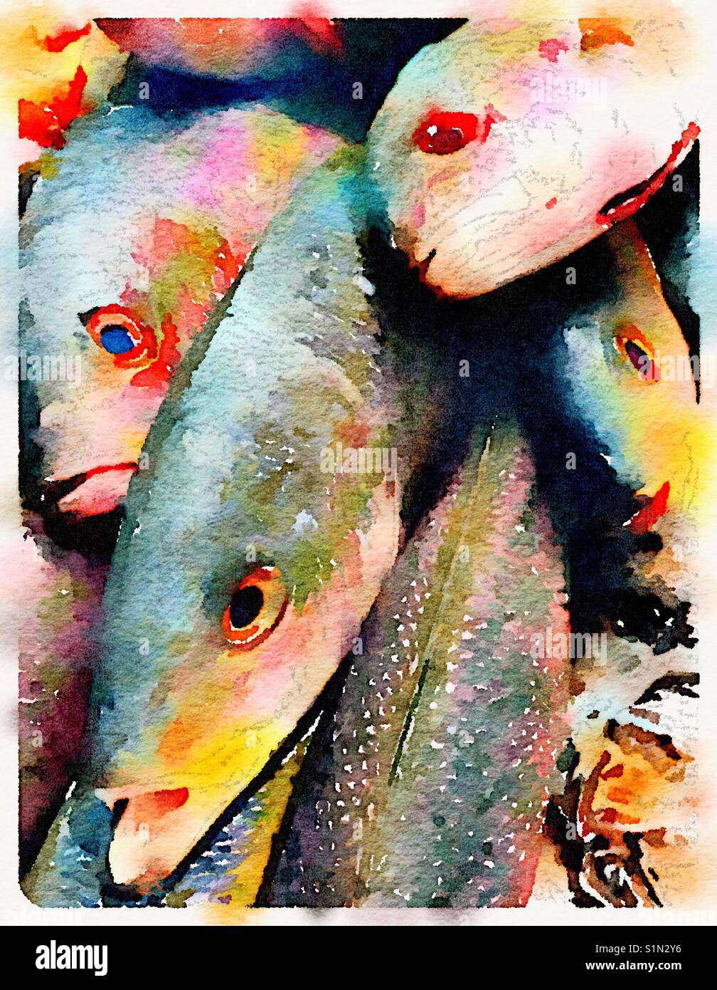 Fresh fish - Smartphone Captured Stock Image