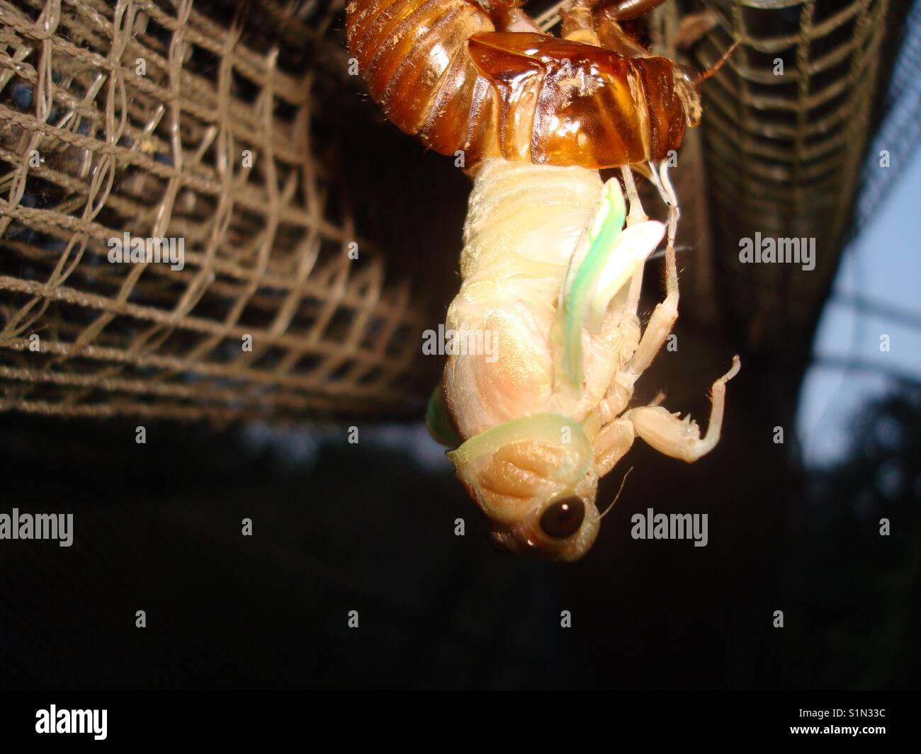 Reborn - Smartphone Captured Stock Image