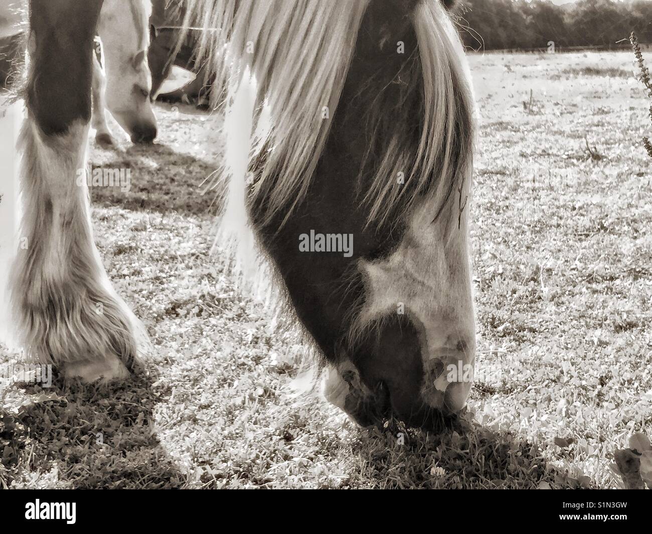 Horses grazing on grass. - Smartphone Captured Stock Image