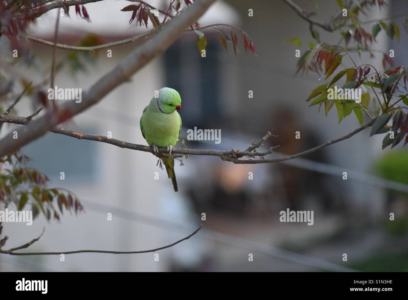 The Thinker - Smartphone Captured Stock Image