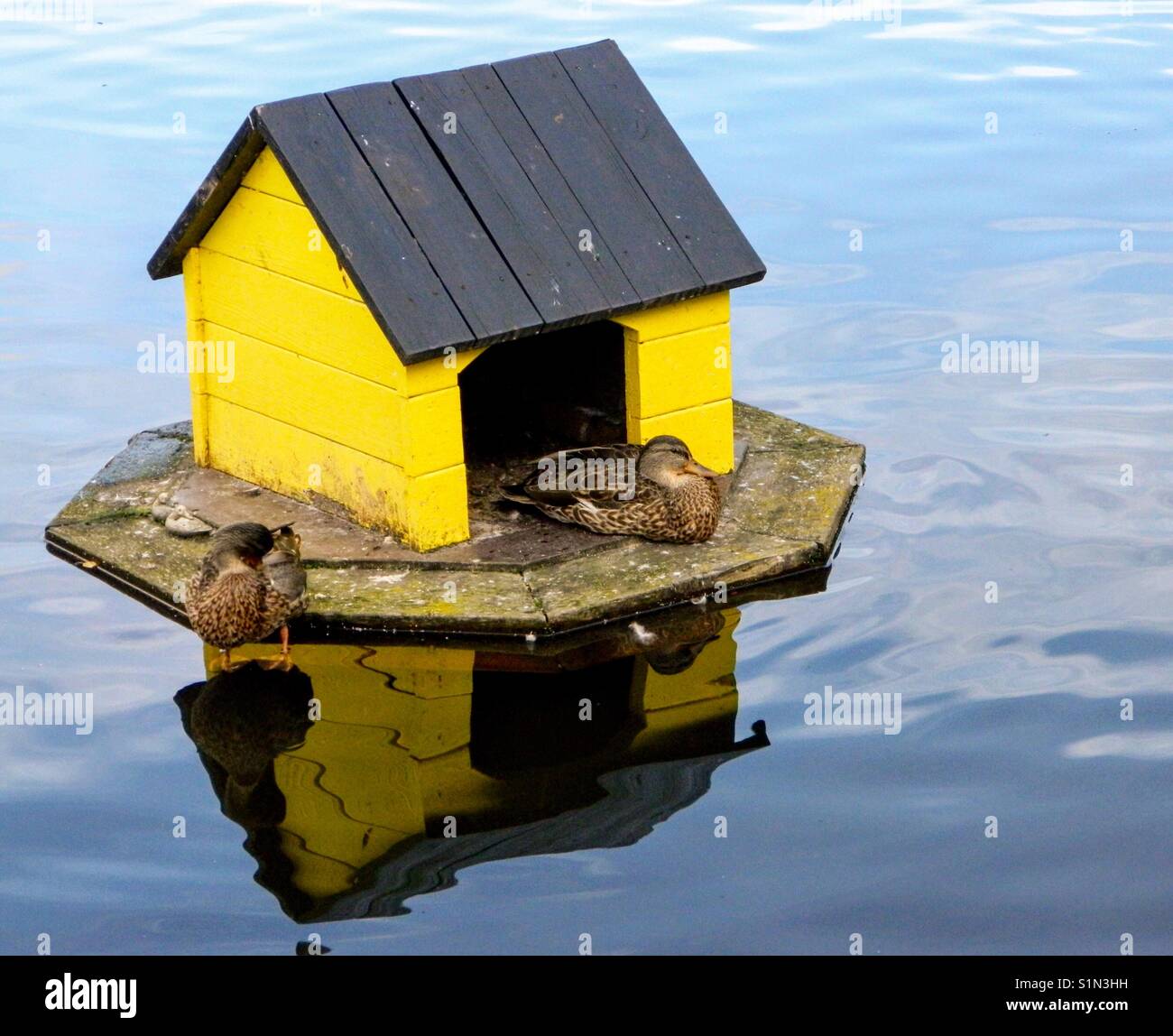 Duck home Stock Photo