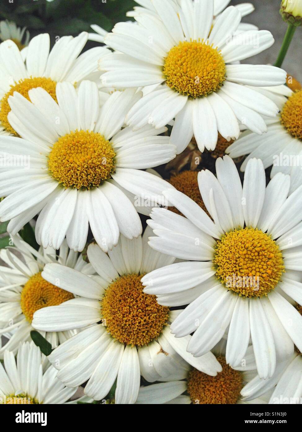 Lovely white Marguerite Daisy flowers with bright yellow capitula Stock Photo