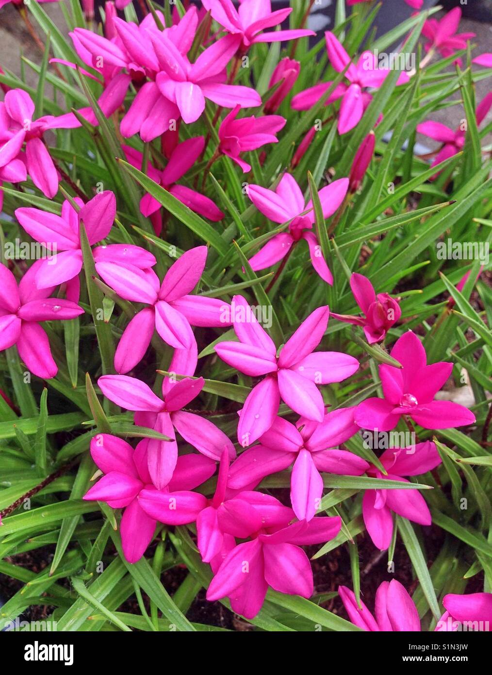 Vibrant pink Rhodohypoxis Baurii flowers Stock Photo