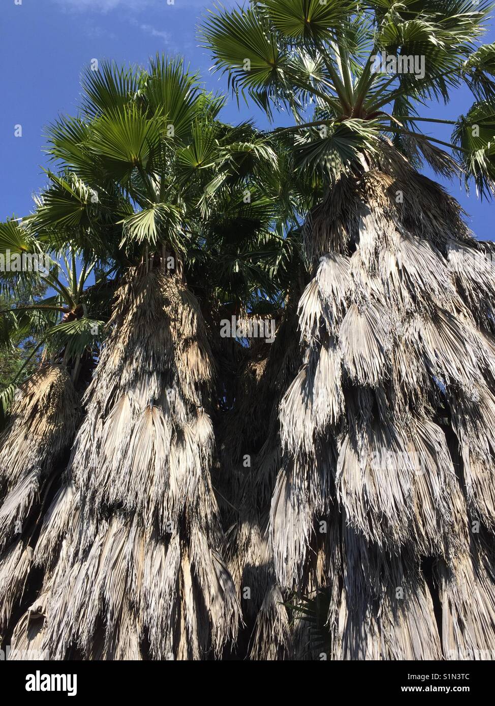 Natural palm trees providing shade and habitat for animals Stock Photo