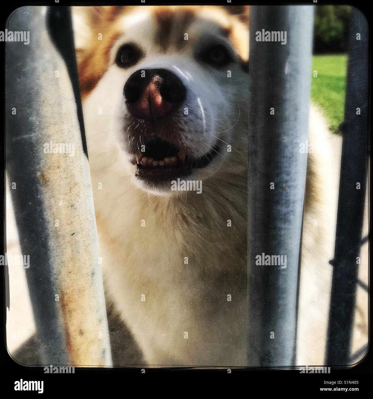 Friendly Siberian husky looking through fence Stock Photo Alamy