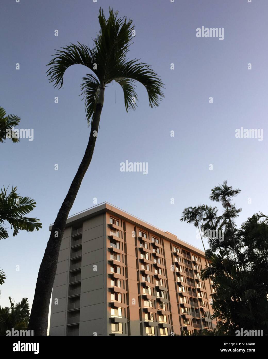 Condo in Hawaii with palm silhouette - Smartphone Captured Stock Image