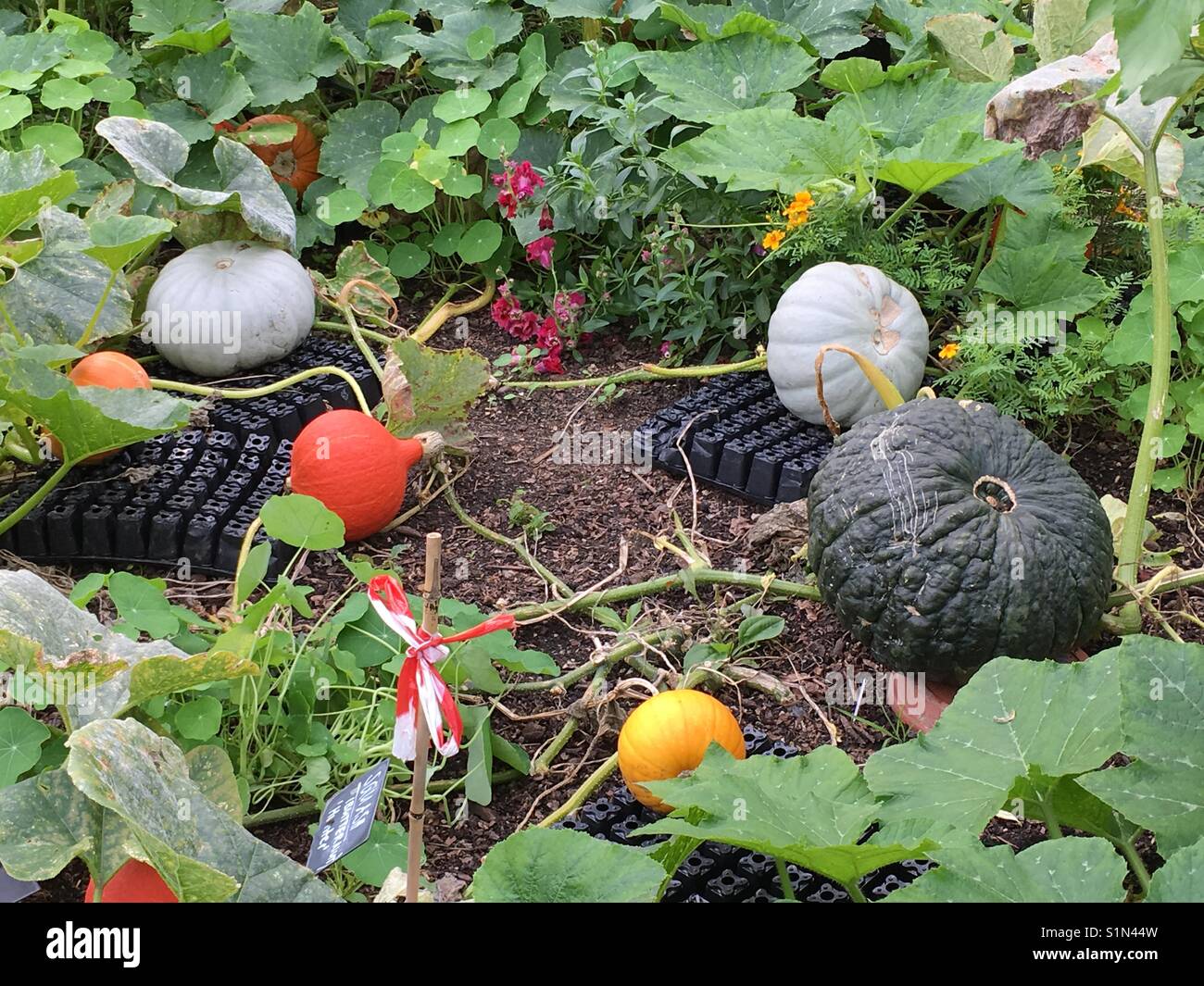 Different squash growing in a garden - Smartphone Captured Stock Image