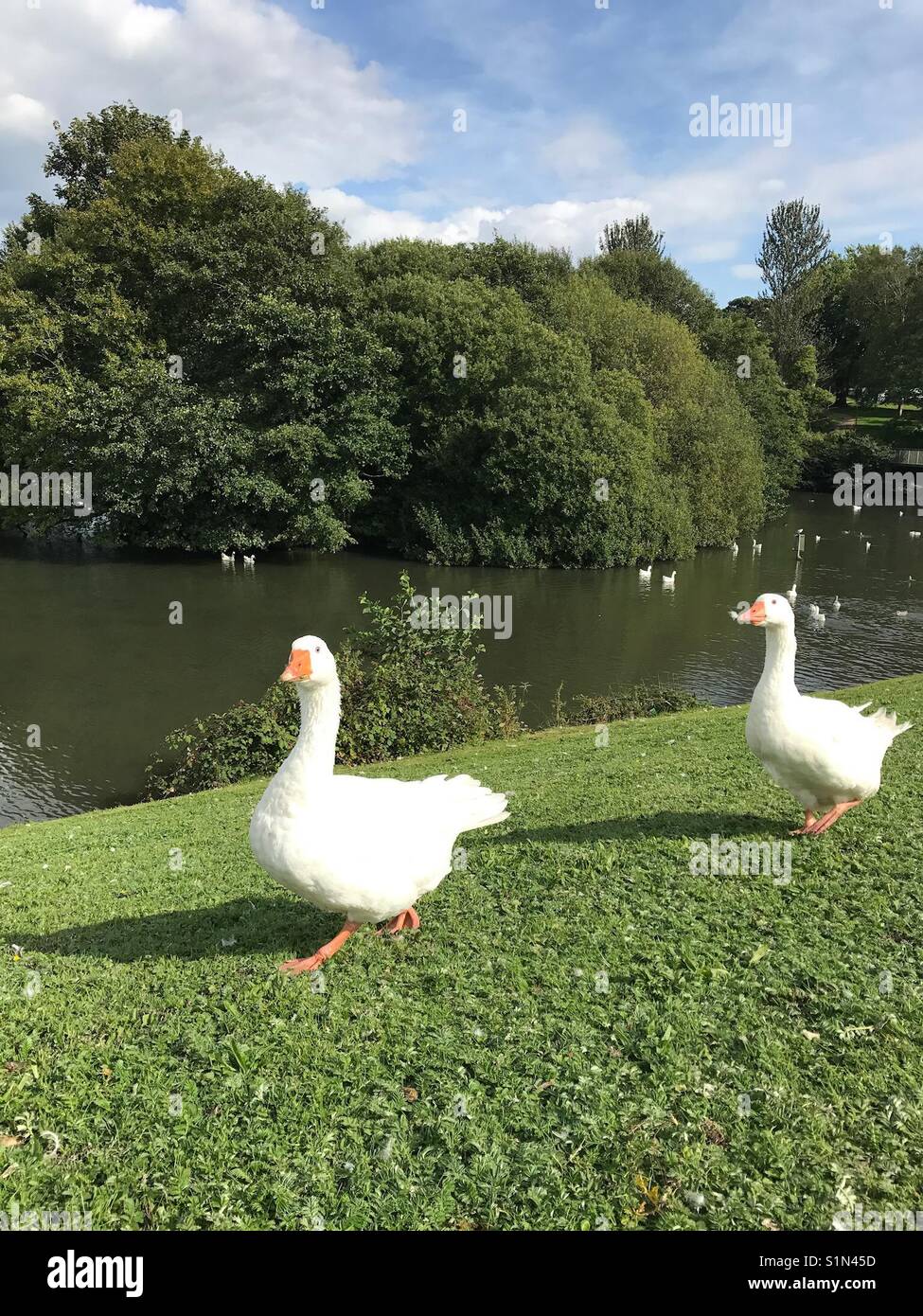 A pair of geese out for a walk - Smartphone Captured Stock Image