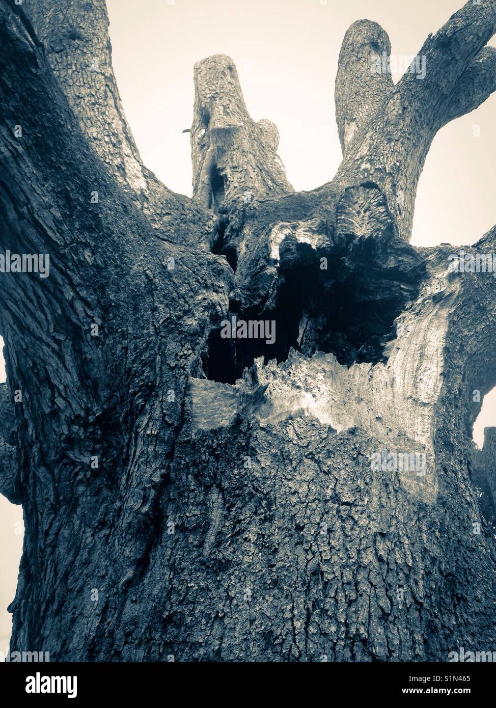 What remains of oldest tree in Rowan county, North Carolina - Smartphone Captured Stock Image