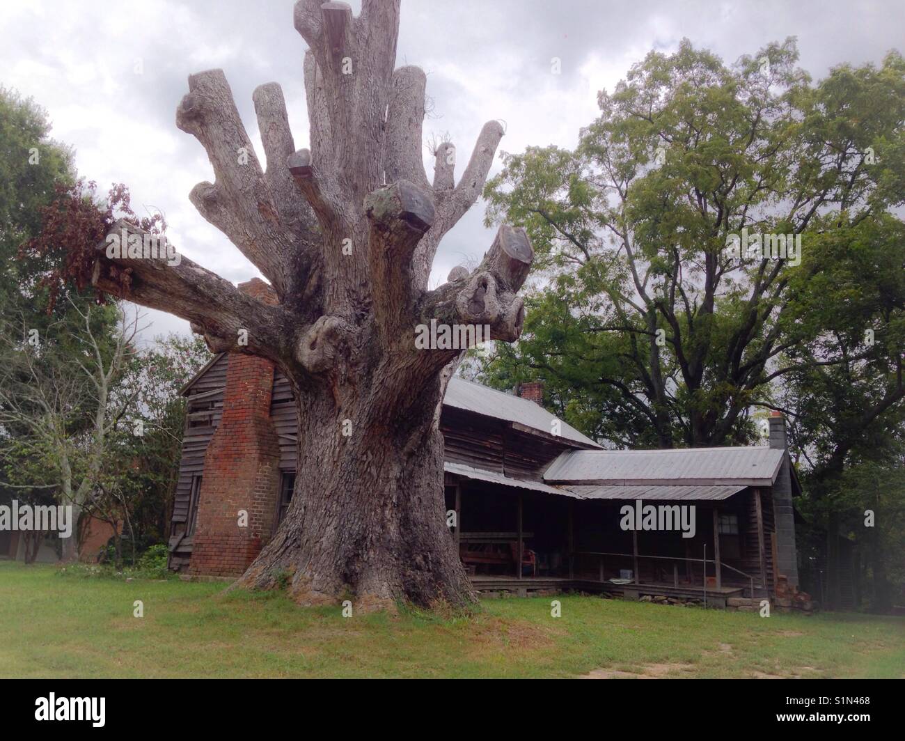 Oldest tree in the county, sans limbs- North Carolina - Smartphone Captured Stock Image