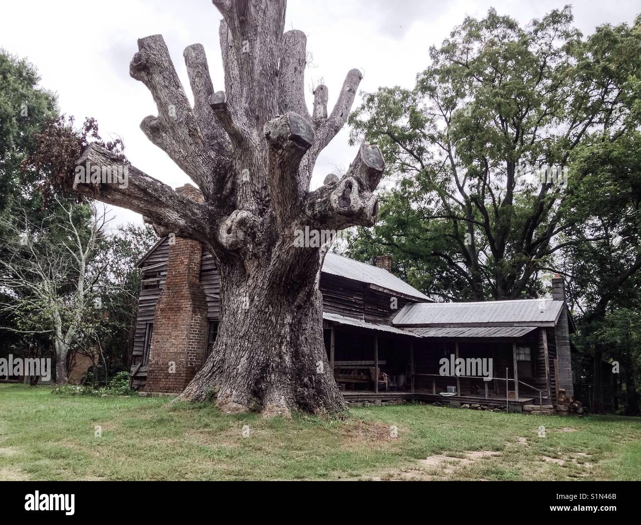 Rowan county's oldest tree - Smartphone Captured Stock Image
