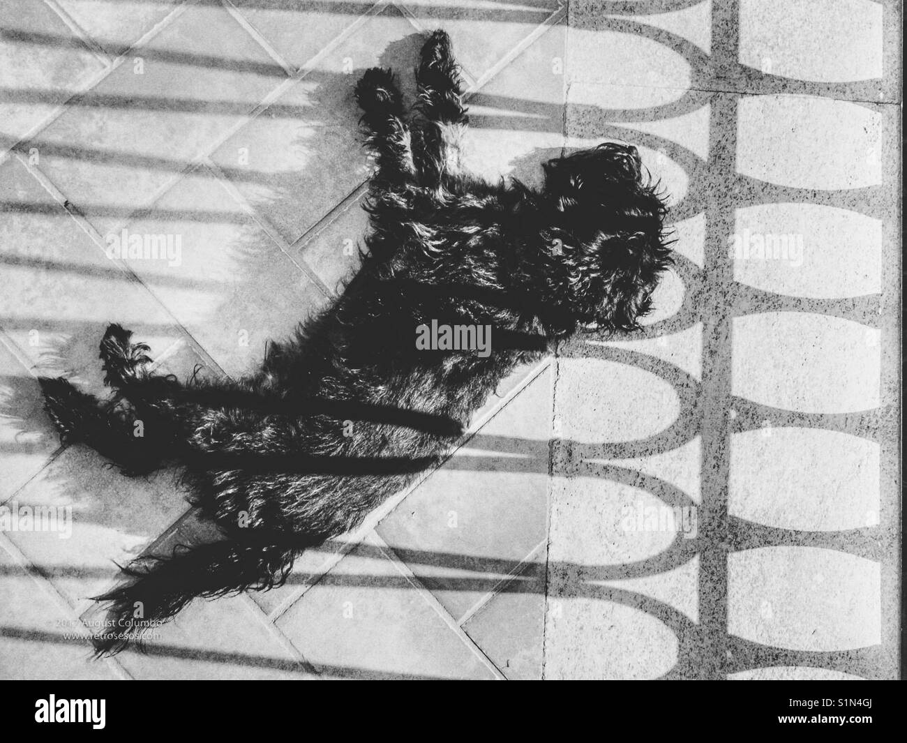 Sleeping dog - Smartphone Captured Stock Image