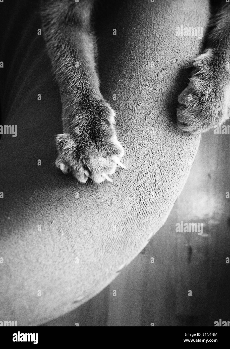 Cat claws scratching hires stock photography and images Alamy