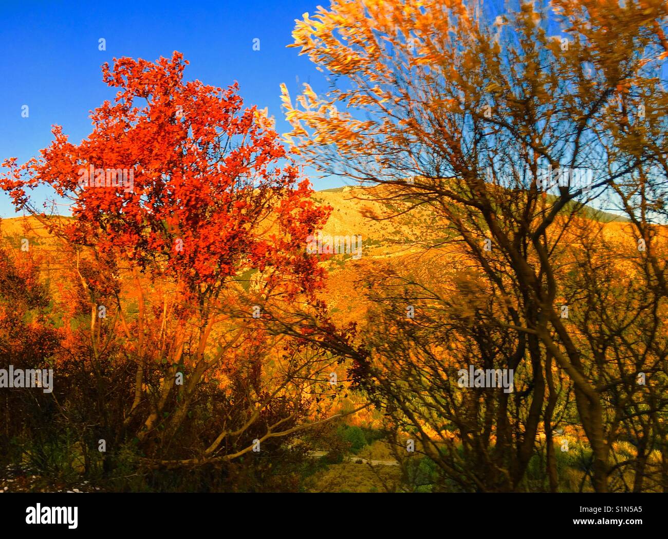Trees and mountain on Kefalonia island in Greece - Smartphone Captured Stock Image